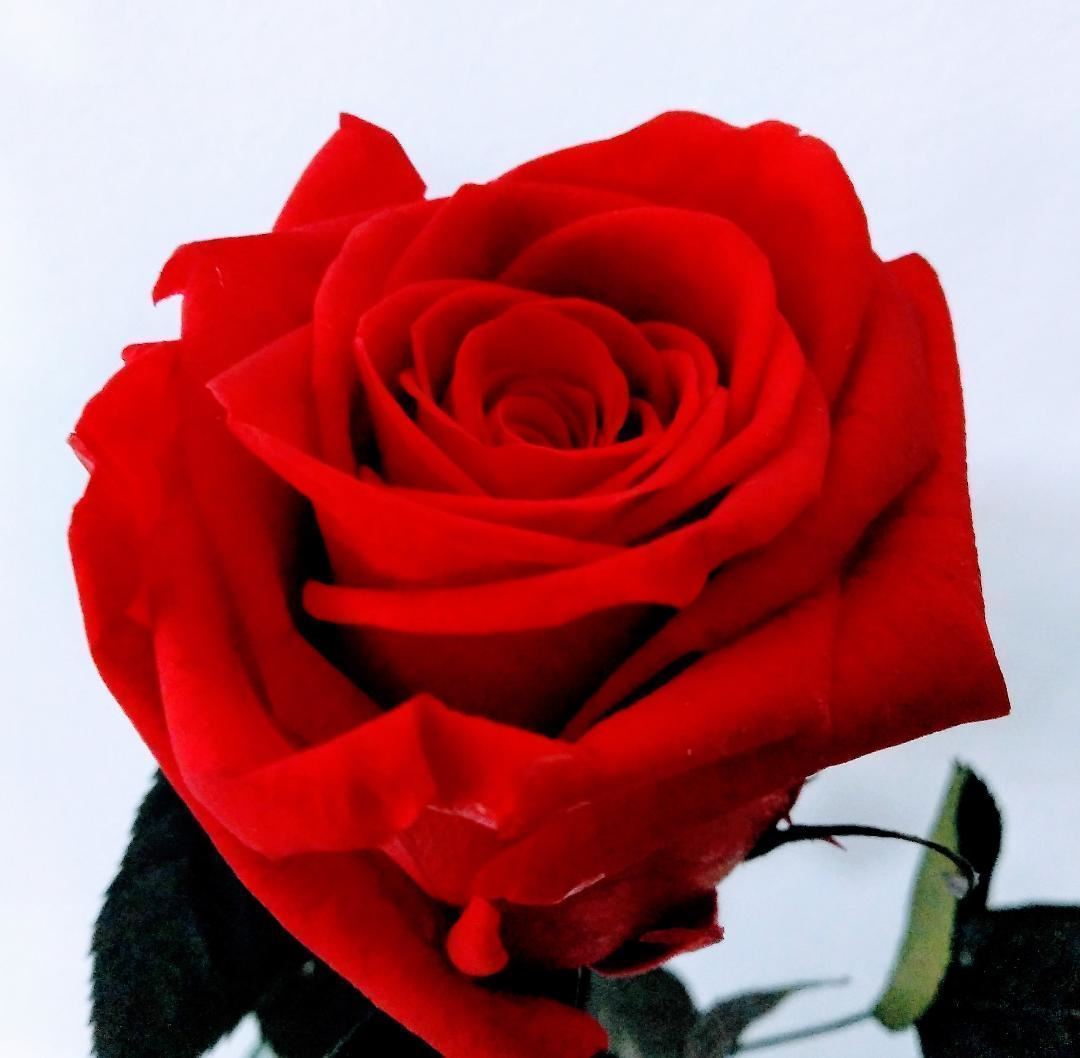 Rosa Eterna Roja (corta) - Imagen 1