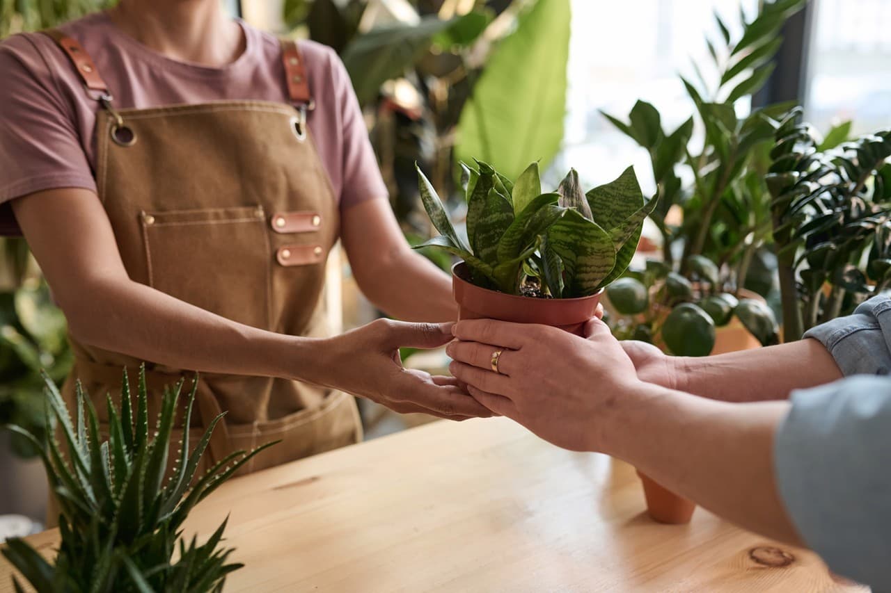 Plantas en Narón