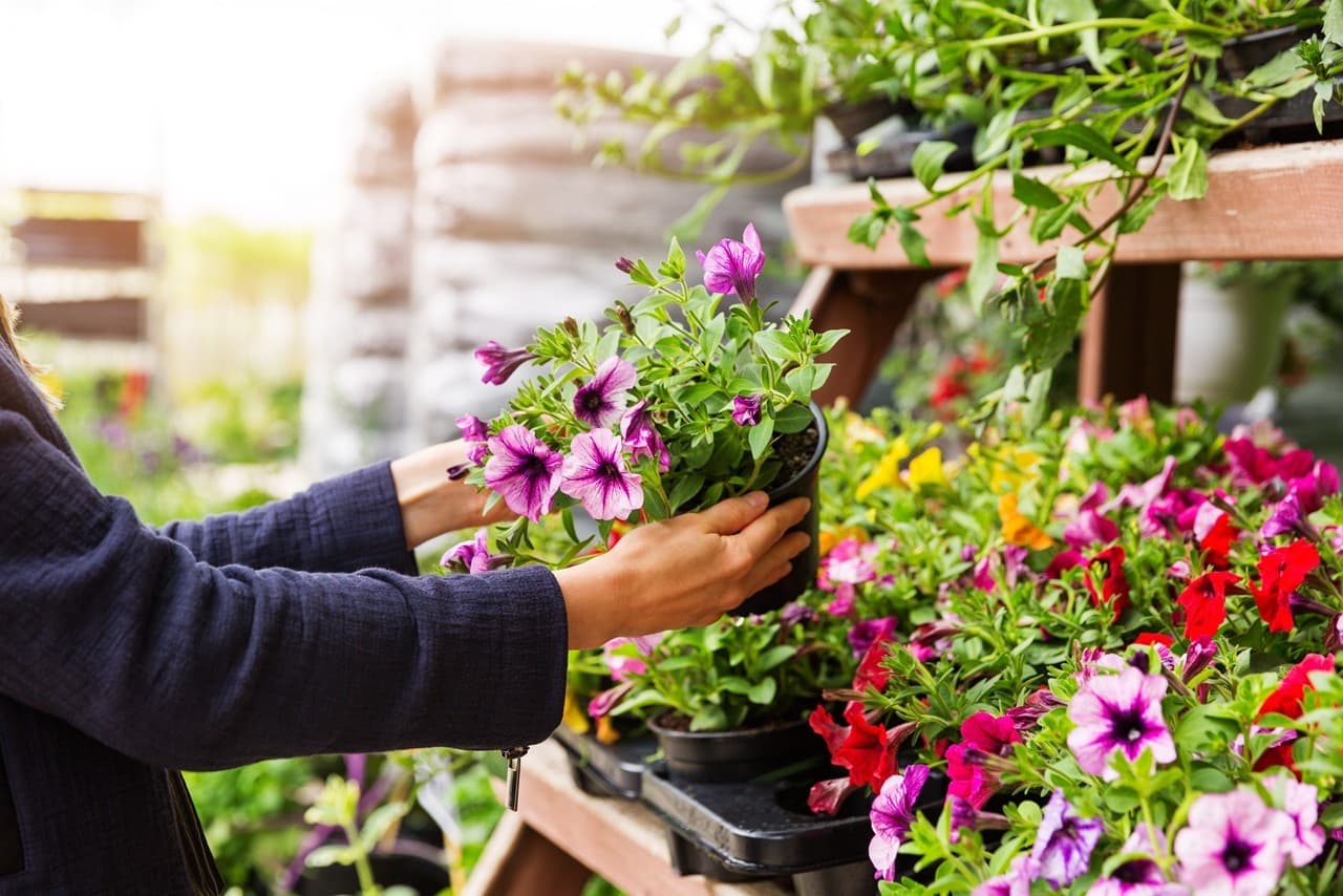 Tienda de plantas en Ferrol