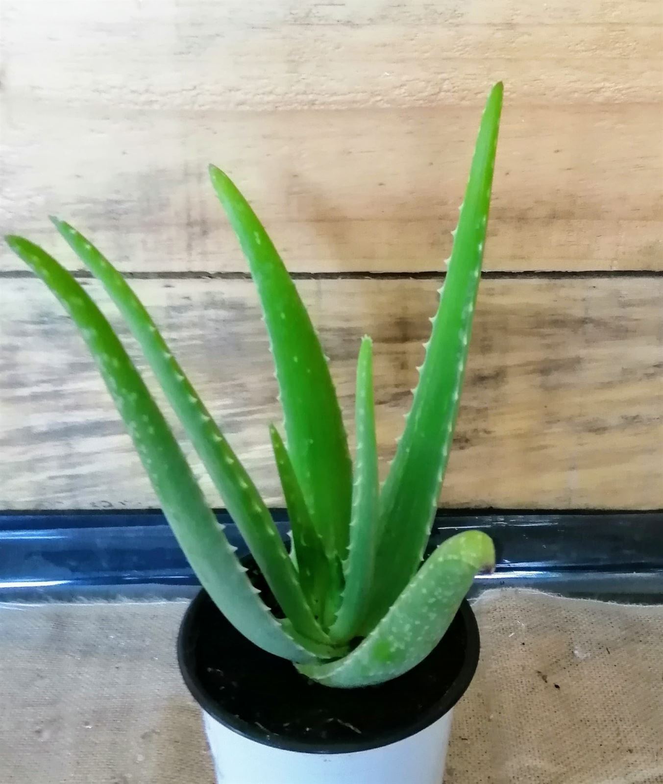 Aloe Vera - Imagen 1