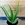 Aloe Vera - Imagen 1