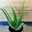 Aloe Vera - Imagen 1