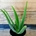 Aloe Vera - Imagen 1