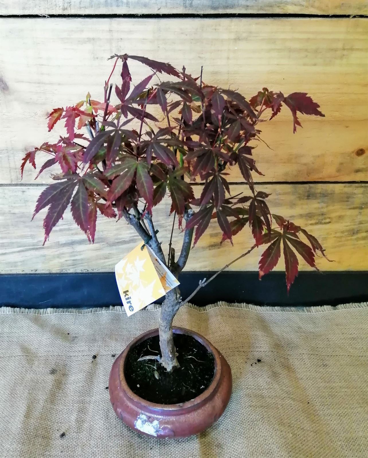 Bonsai Acer palmatum o Arce - Imagen 2