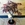 Bonsai Acer palmatum o Arce - Imagen 2