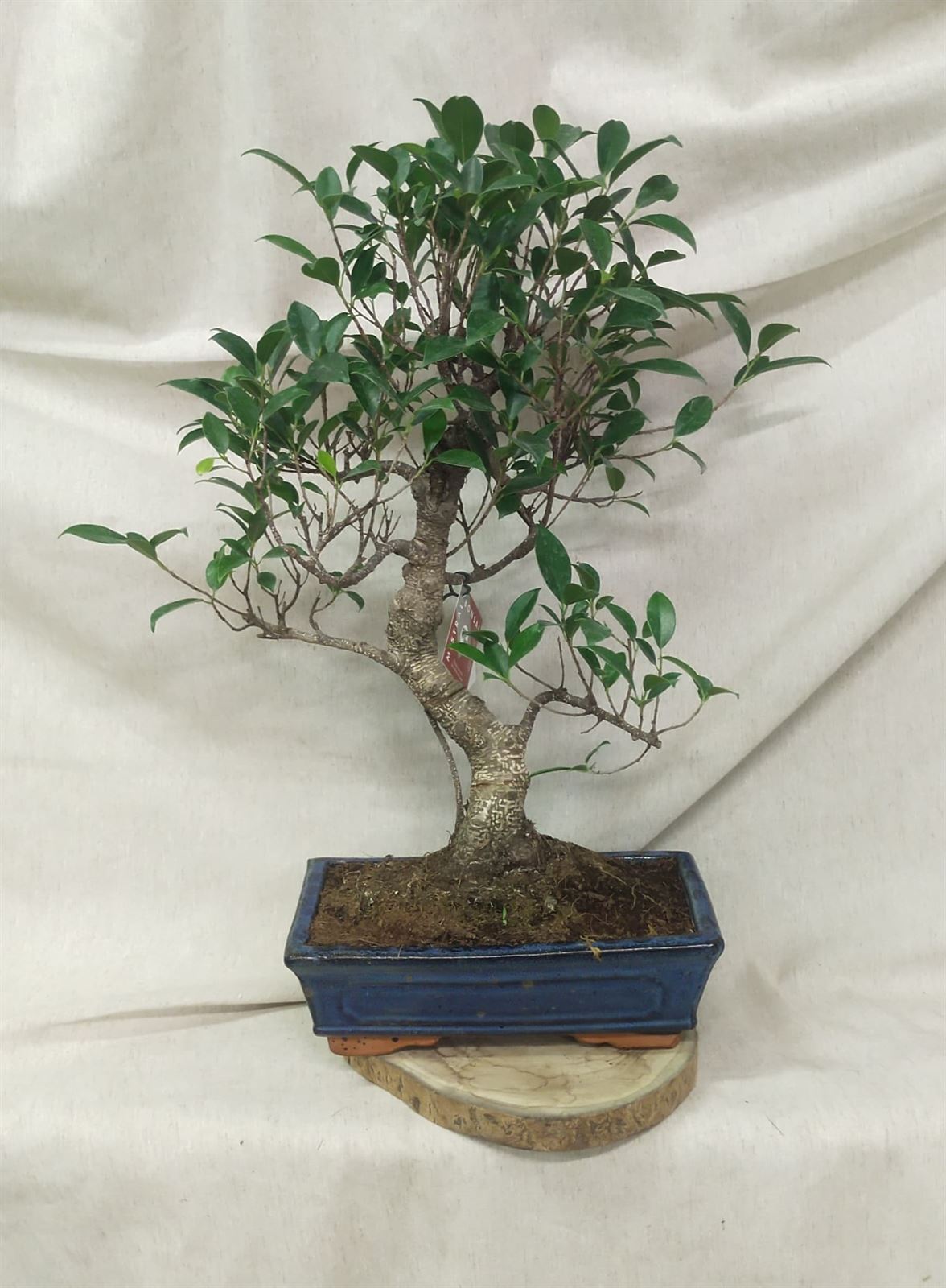 Bonsai Ficus - Imagen 1