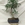 Bonsai Ficus - Imagen 1