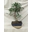Bonsai Ficus - Imagen 1