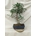 Bonsai Ficus - Imagen 1
