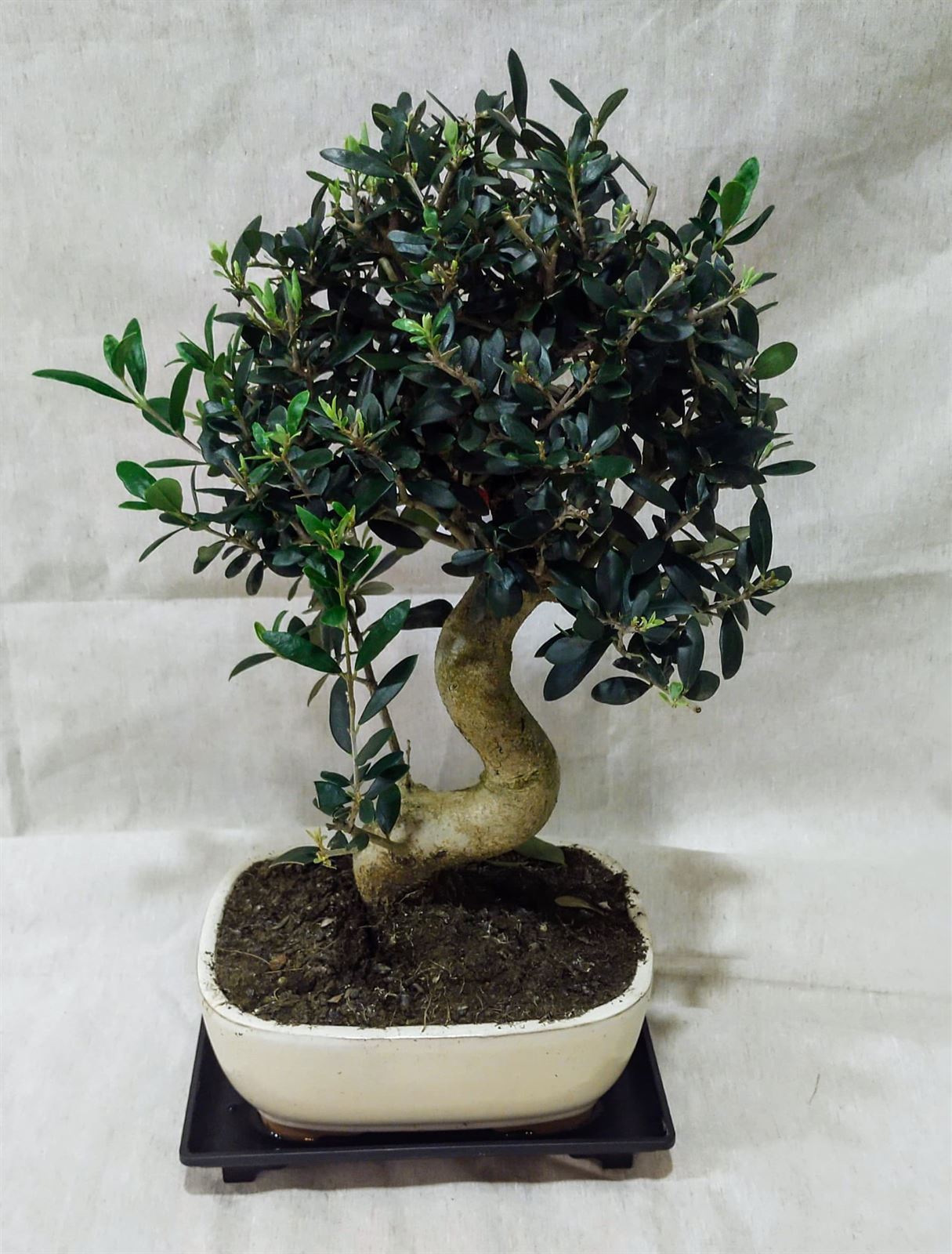 Bonsai Olivo 13 años - Imagen 1