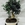 Bonsai Olivo 13 años - Imagen 1