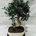 Bonsai Olivo 13 años - Imagen 1