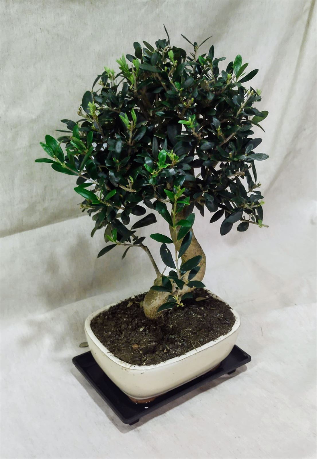 Bonsai Olivo 13 años - Imagen 2