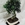Bonsai Olivo 13 años - Imagen 2