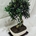 Bonsai Olivo 13 años - Imagen 2