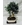 Bonsai Olivo 9 años - Imagen 1