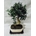 Bonsai Olivo 9 años - Imagen 1