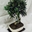 Bonsai Olivo 9 años - Imagen 2