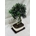 Bonsai Olivo 9 años - Imagen 2