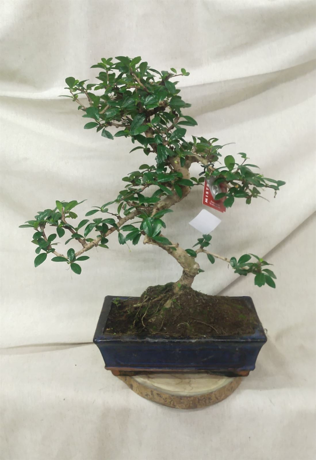 Bonsai Olmo Japonés o Zelkova parvifolia - Imagen 1