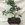 Bonsai Olmo Japonés o Zelkova parvifolia - Imagen 1