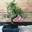Bonsai Olmo Japonés o Zelkova parvifolia - Imagen 1