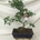 Bonsai Olmo Japonés o Zelkova parvifolia - Imagen 1