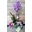 Cesta de plantas variadas - Imagen 1