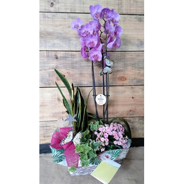 Cesta de plantas variadas - Imagen 1