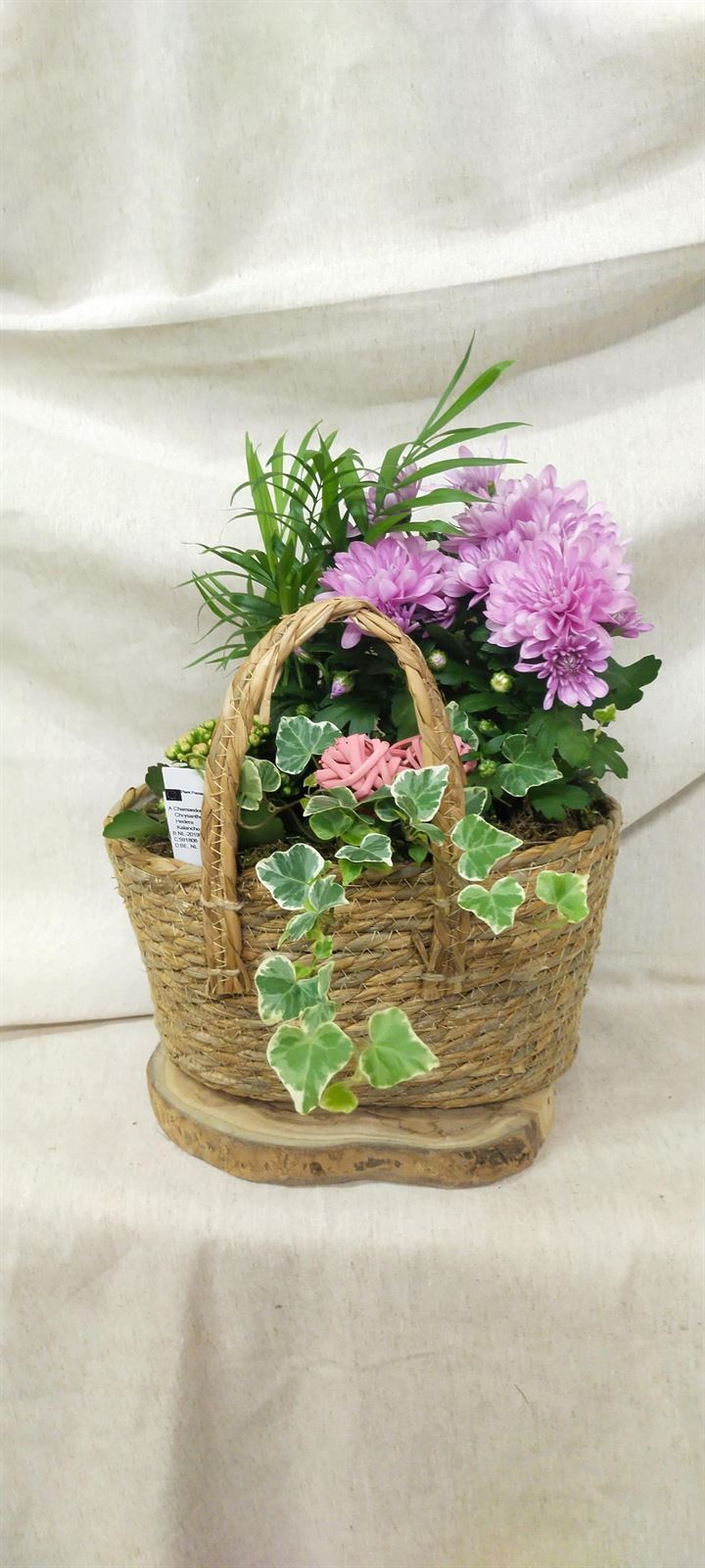 Composicion plantas boho - Imagen 1
