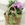 Composicion plantas boho - Imagen 1