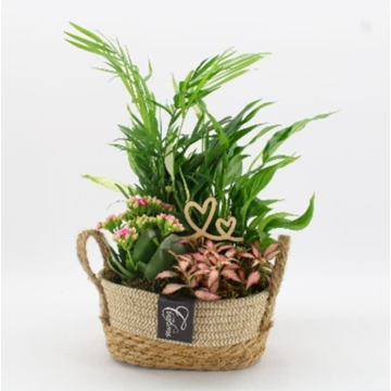 Composicion plantas boho - Imagen 1