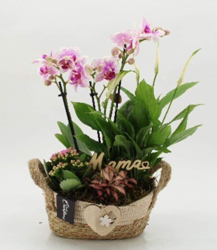 Composicion plantas con orquídea - Imagen 1