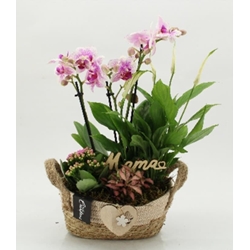 Composicion plantas con orquídea - Imagen 1