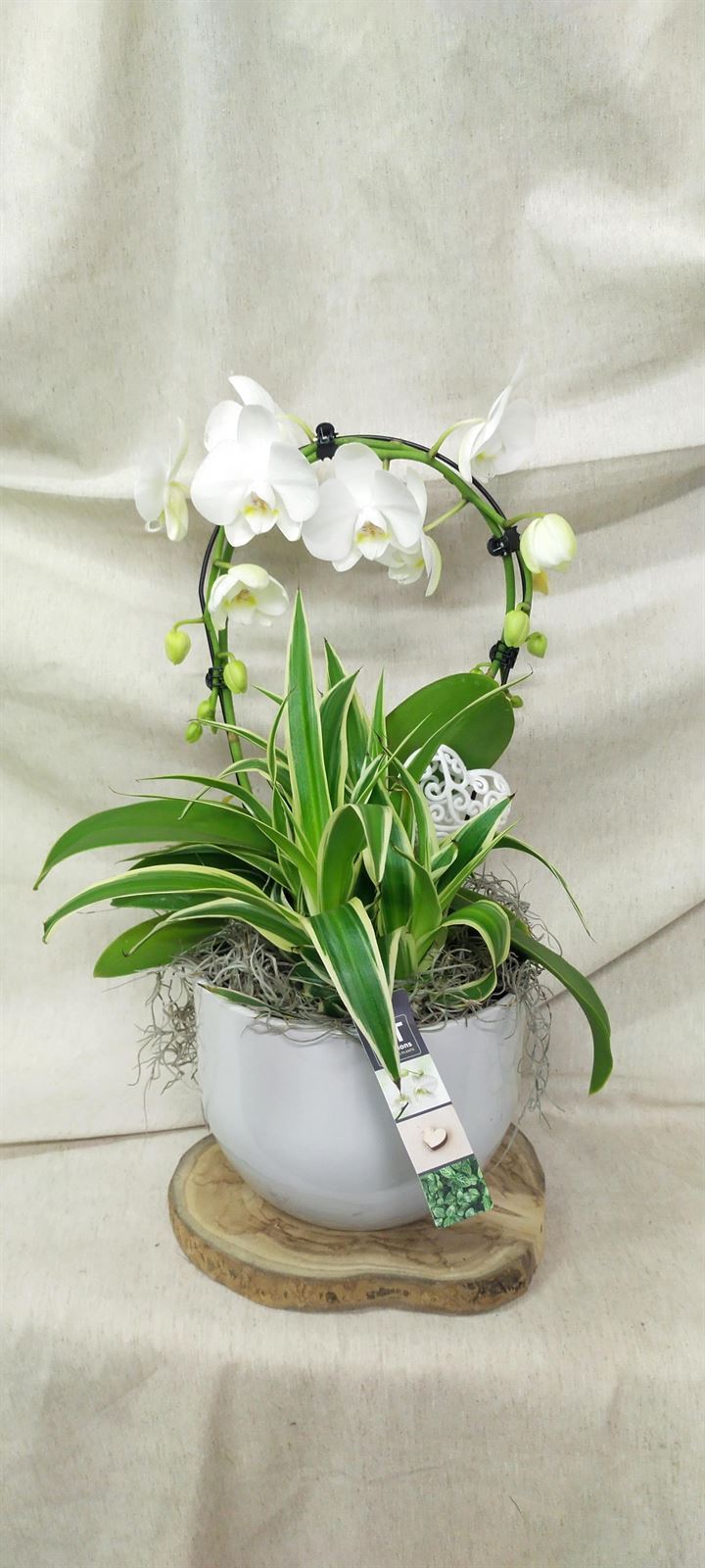 Composicion plantas elegance - Imagen 1