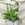 Composicion plantas elegance - Imagen 1