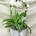 Composicion plantas elegance - Imagen 1