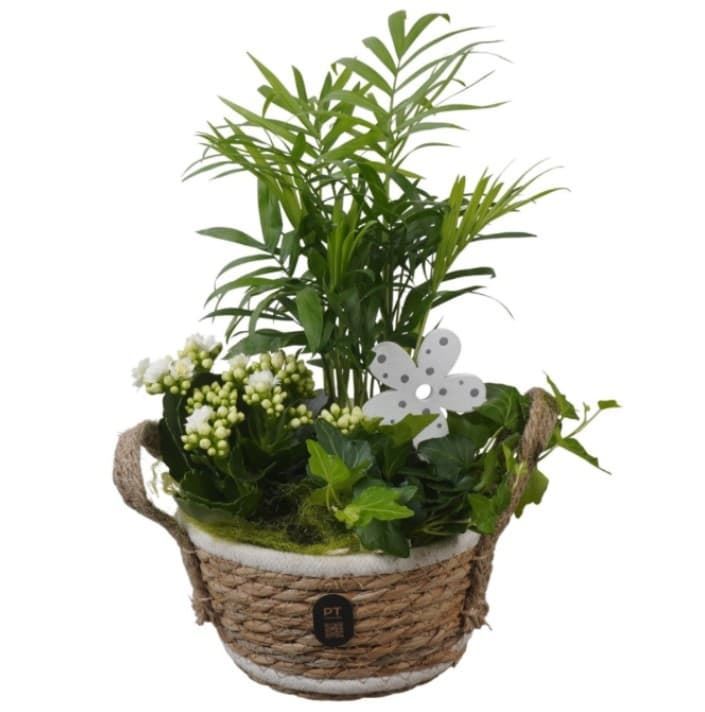 Composicion plantas mini - Imagen 1