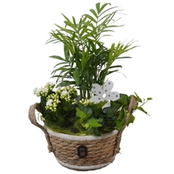 Composicion plantas mini - Imagen 1