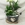 Composicion plantas zinc - Imagen 1