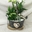 Composicion plantas zinc - Imagen 1