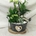 Composicion plantas zinc - Imagen 1