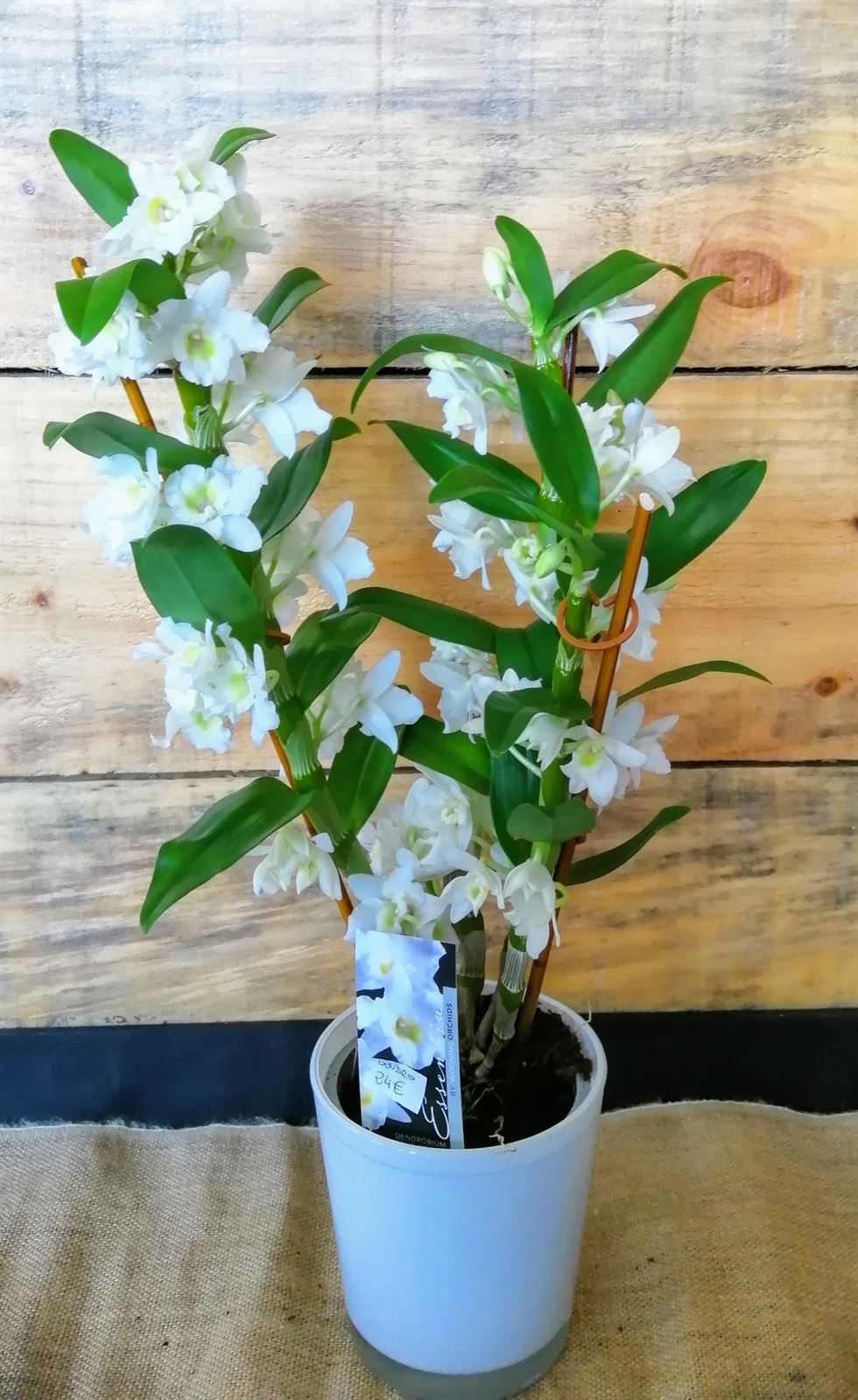 Dendrobium blanco - Imagen 1
