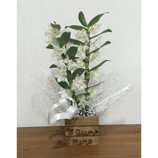 Dendrobium caja "te quiero mamá" - Imagen 1