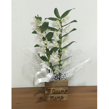 Dendrobium caja "te quiero mamá" - Imagen 1