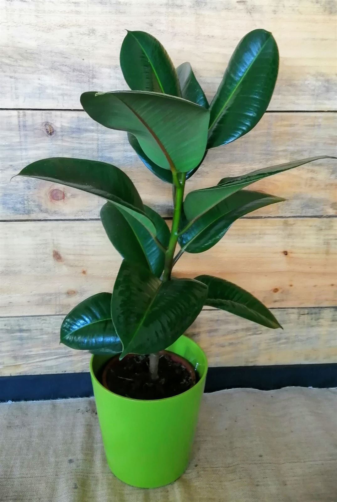 Ficus Elastica - Imagen 1