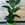 Ficus Elastica - Imagen 1