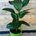 Ficus Elastica - Imagen 1