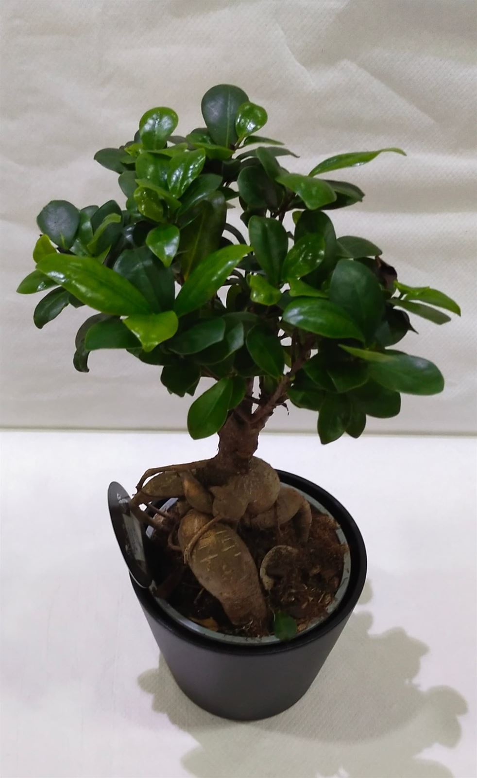 Ficus ginseng - Imagen 1