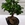 Ficus ginseng - Imagen 1